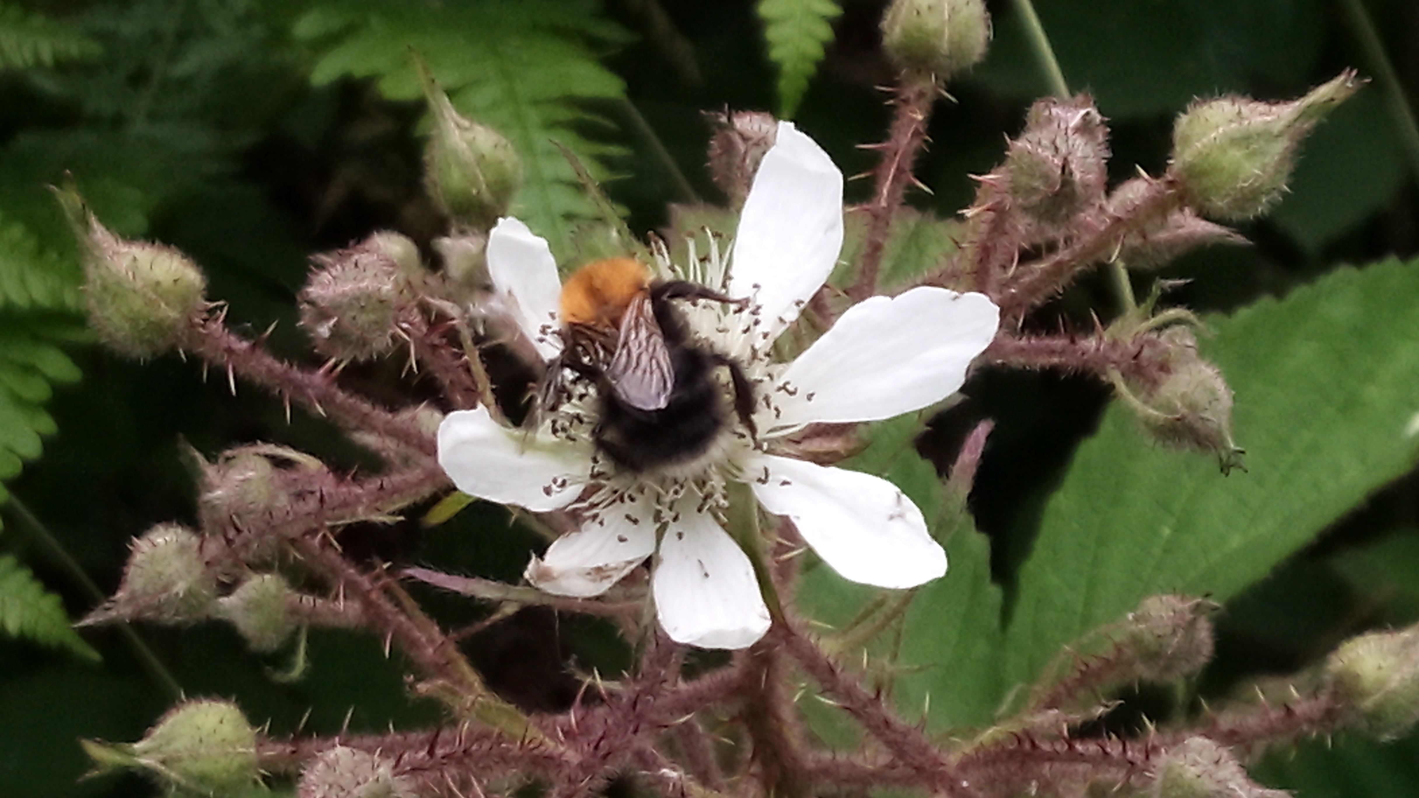 john corley bumble bee